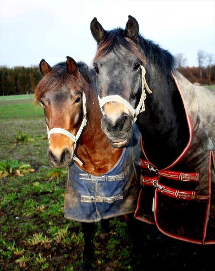 New Forest | Lundemarksg. Cappuccino - Tykke og hans bedste ven Lucifer :D De har næsten altid gået på fold sammen(se billede 2), og de går i boks sammen :) - Foto: Klara Dausel billede 3