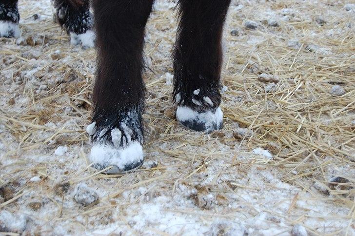 Islænder Svadilfari fra Godrumgård (solgt) billede 10