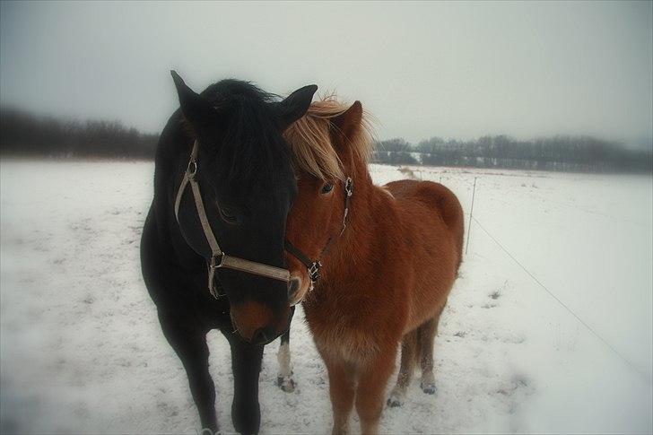 Islænder Sindri fra Teigar - Sindri og Xander billede 6