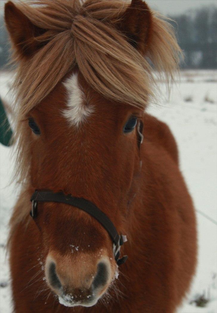 Islænder Sindri fra Teigar - Vinterbamse billede 7