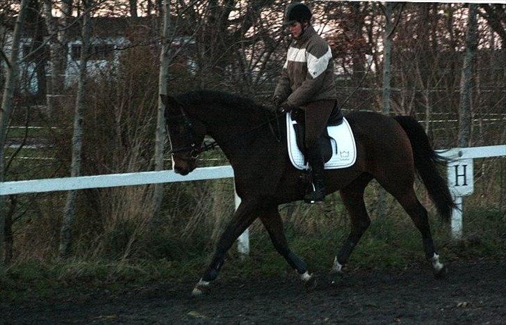 Dansk Varmblod Munkebjergs Faberge billede 12