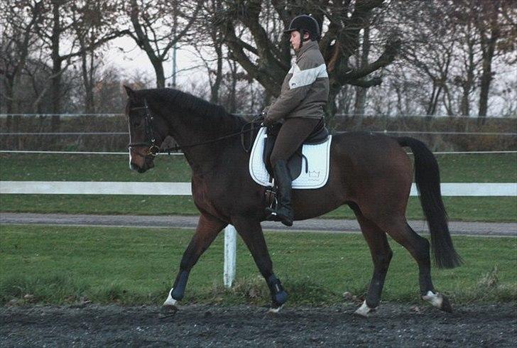 Dansk Varmblod Munkebjergs Faberge billede 13