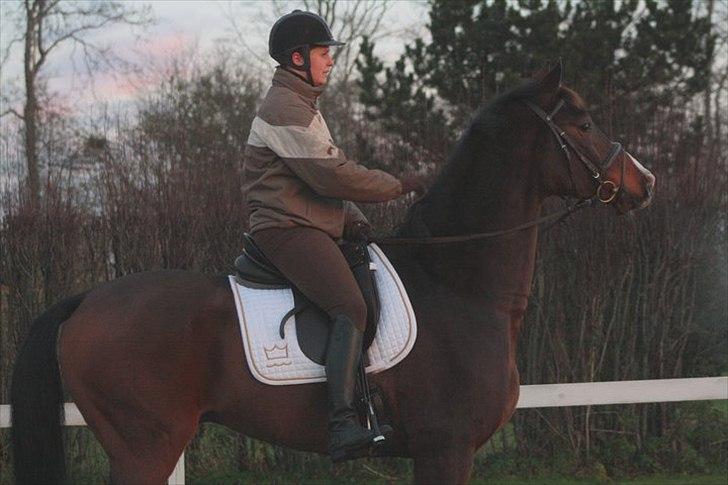 Dansk Varmblod Munkebjergs Faberge billede 11