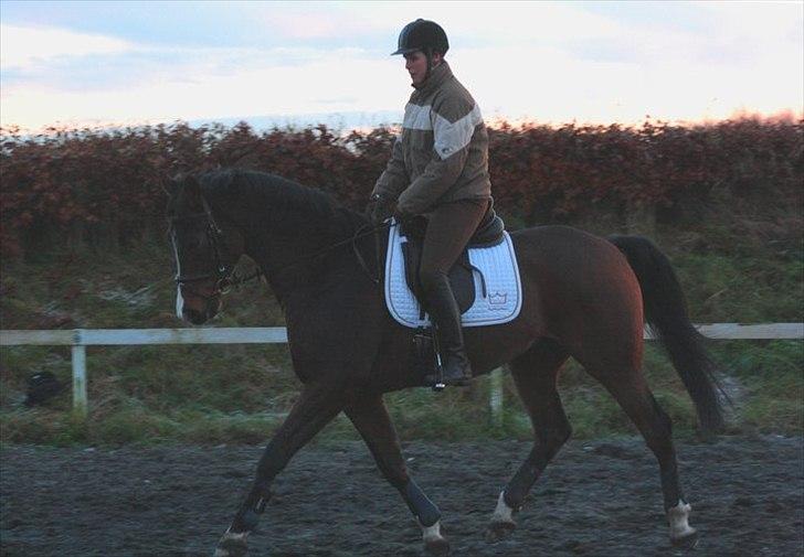 Dansk Varmblod Munkebjergs Faberge billede 14