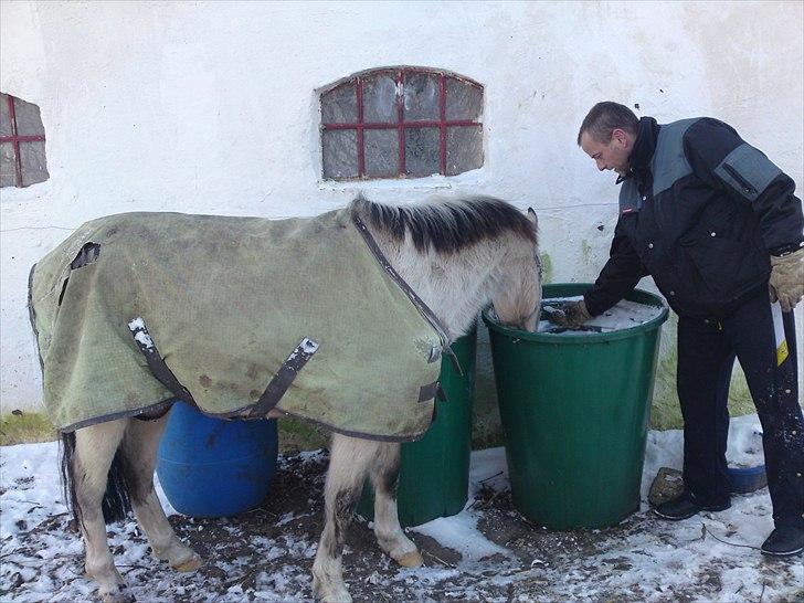 Anden særlig race Mister Surprice ( Solgt) - vandet er blevet til is billede 12