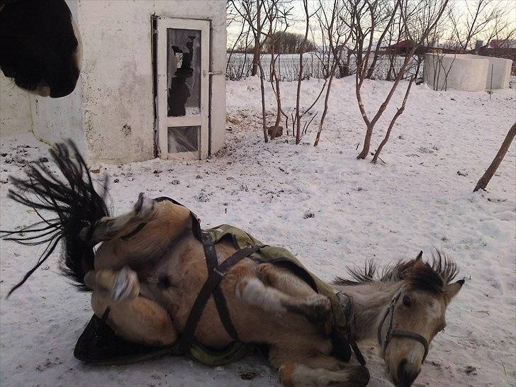 Anden særlig race Mister Surprice ( Solgt) - godt med en lille rulle tur billede 13