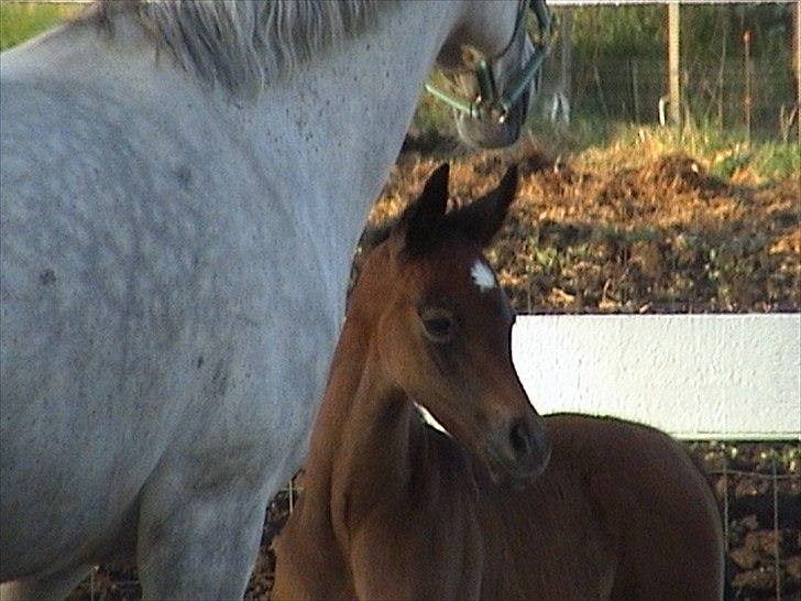 Arabisk fuldblod (OX) Ali Melisia Bint Ejaaz billede 14