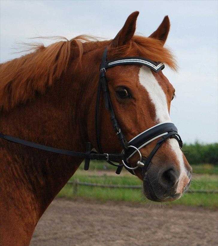 Anden særlig race Tarzan SOLGT - Foto: Trine Schmidt billede 11