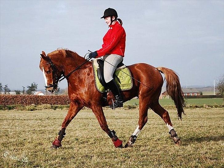 Anden særlig race Tarzan SOLGT - Foto: Tabita B. billede 12