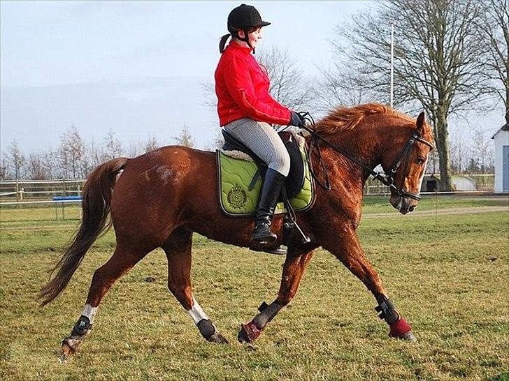 Anden særlig race Tarzan SOLGT - Foto: Tabita B. billede 16