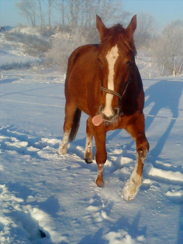 Tysk Varmblod romeo herkules/solgt - mmmhmmnn gud vide om hun har mad med billede 19