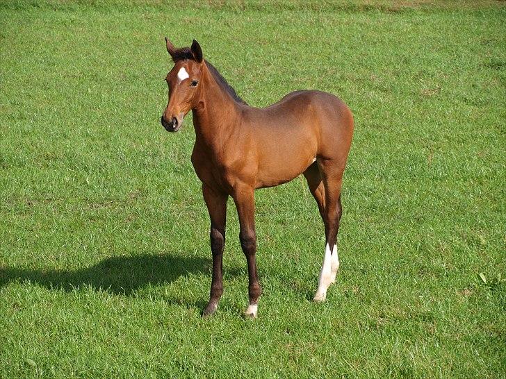 Dansk Varmblod Real Sensation billede 9