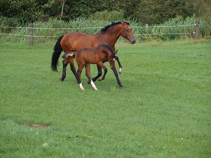 Dansk Varmblod Real Sensation billede 10