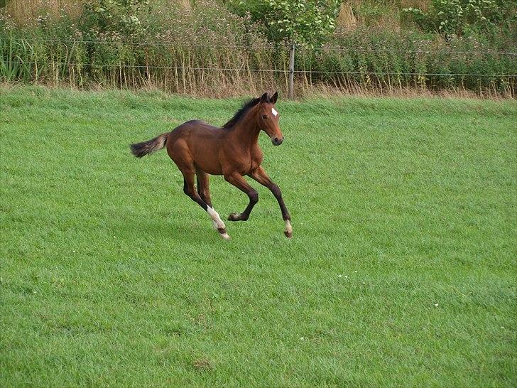 Dansk Varmblod Real Sensation billede 11