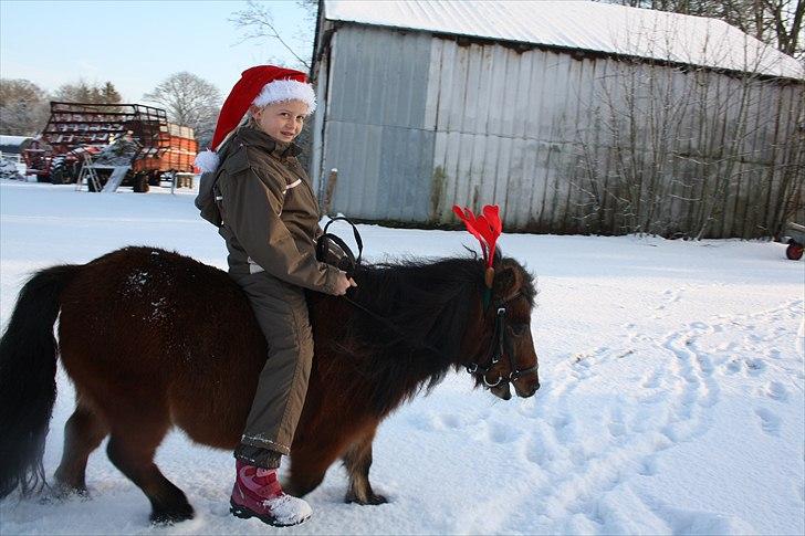Shetlænder Askepot billede 6