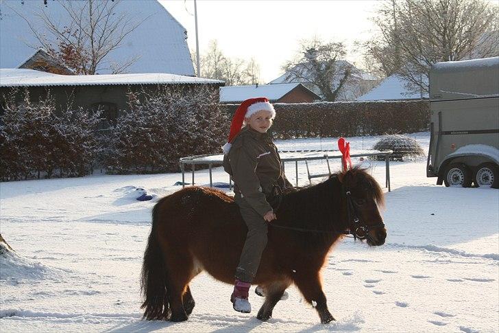 Shetlænder Askepot billede 7