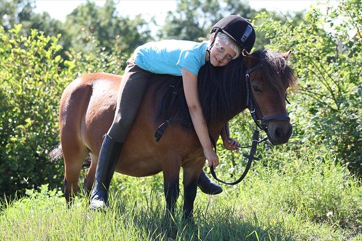 Shetlænder Askepot billede 8