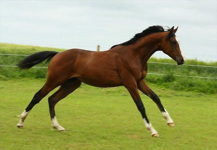Dansk Varmblod Butler 227 - Butler 1 år billede 20