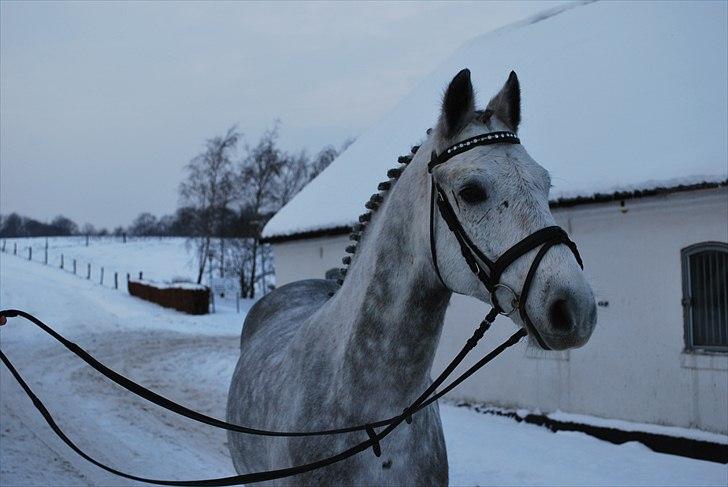 Anden særlig race Charlie - December 2010 - en rigtig kold vinterdag efter juleshow  billede 13