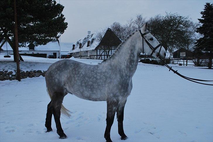 Anden særlig race Charlie - December 2010 - en rigtig kold vinterdag efter juleshow  billede 14