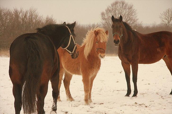 Islænder Sindri fra Teigar - Sindri og vennerne billede 8