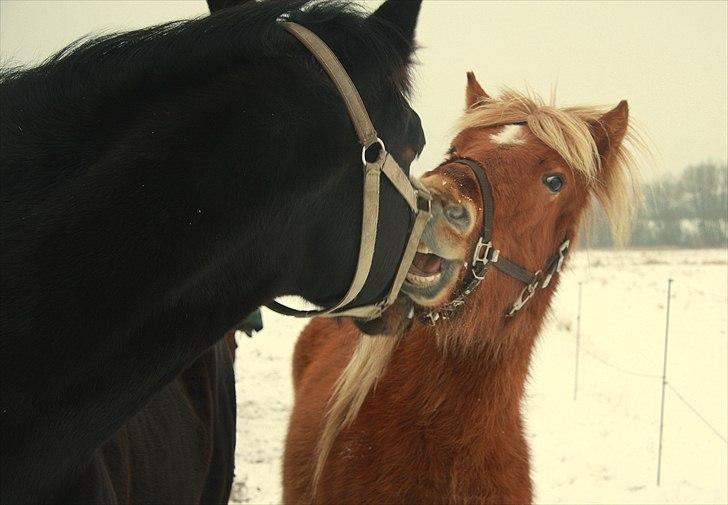 Islænder Sindri fra Teigar - Grime leg!  billede 9