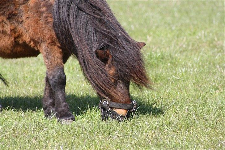 Shetlænder Askepot billede 9