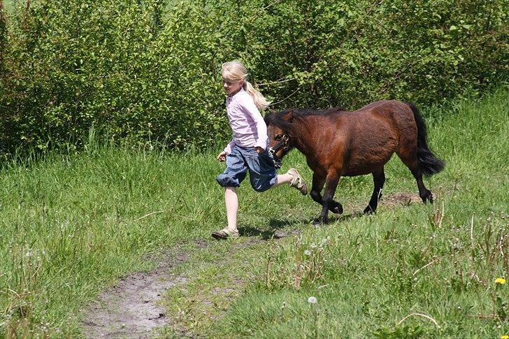 Shetlænder Askepot billede 10