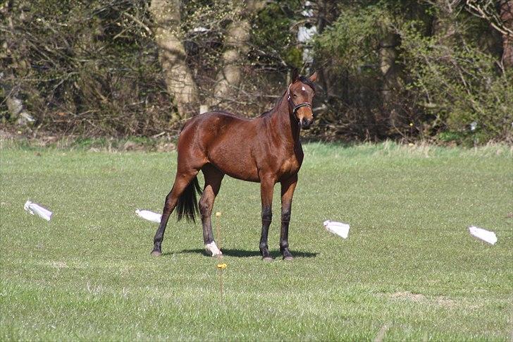 Dansk Varmblod Sasti billede 8