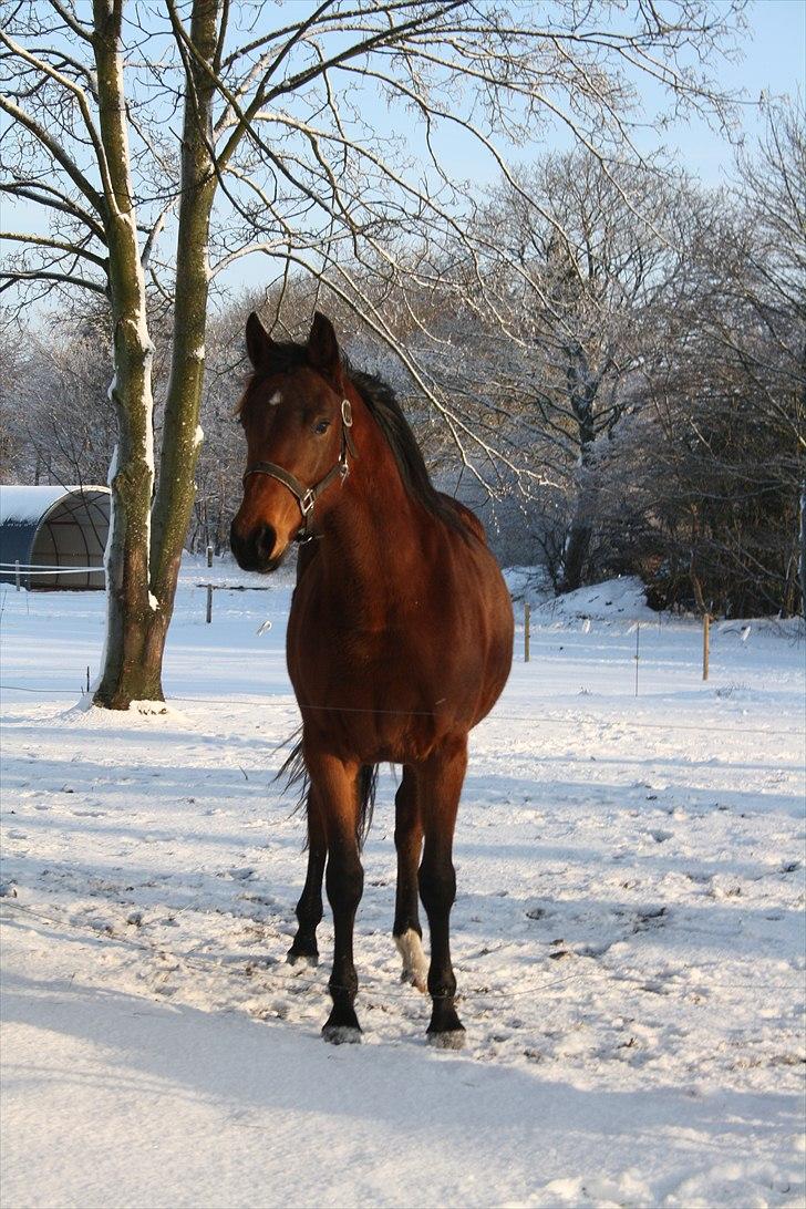 Dansk Varmblod Sasti billede 9