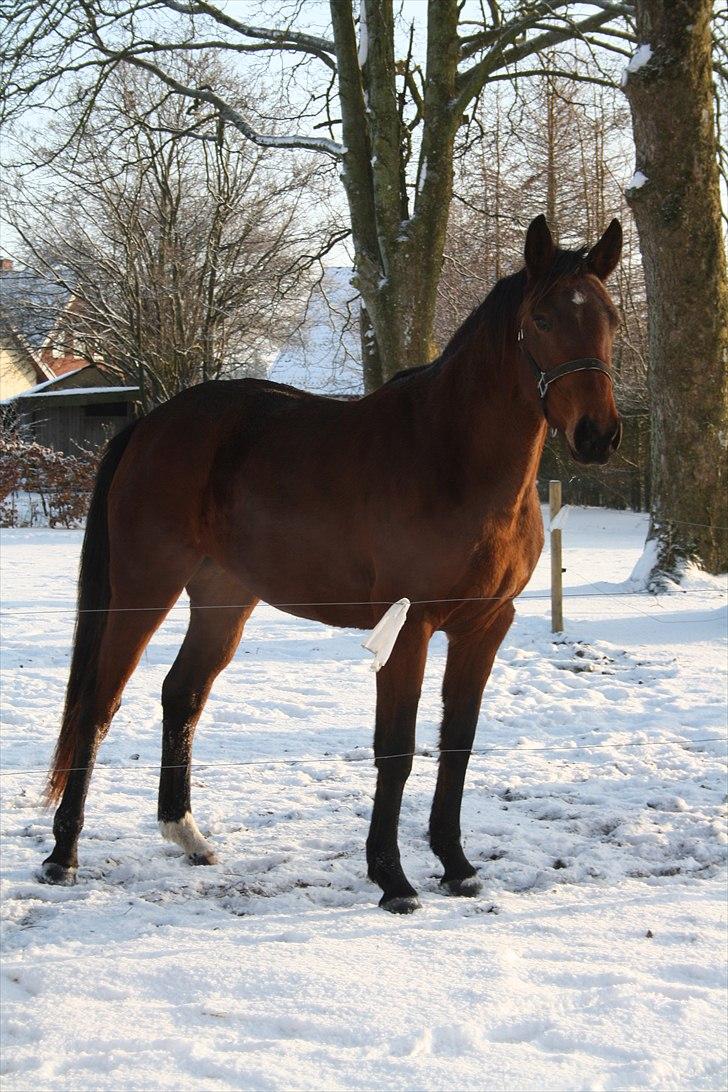 Dansk Varmblod Sasti billede 10