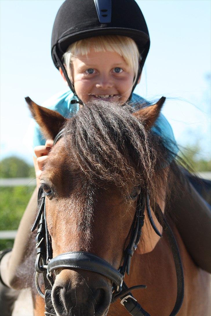 Shetlænder Askepot billede 11