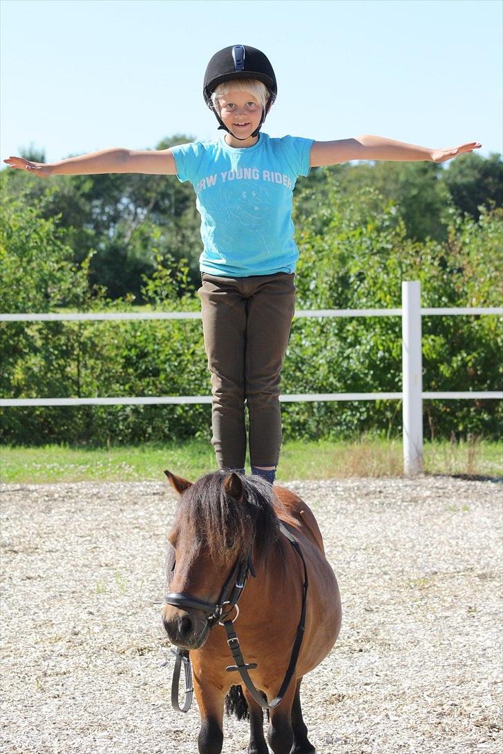 Shetlænder Askepot billede 12