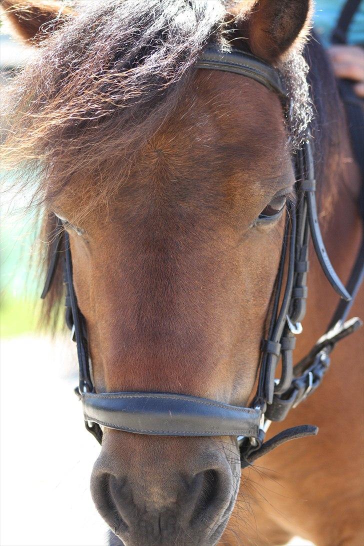 Shetlænder Askepot billede 13