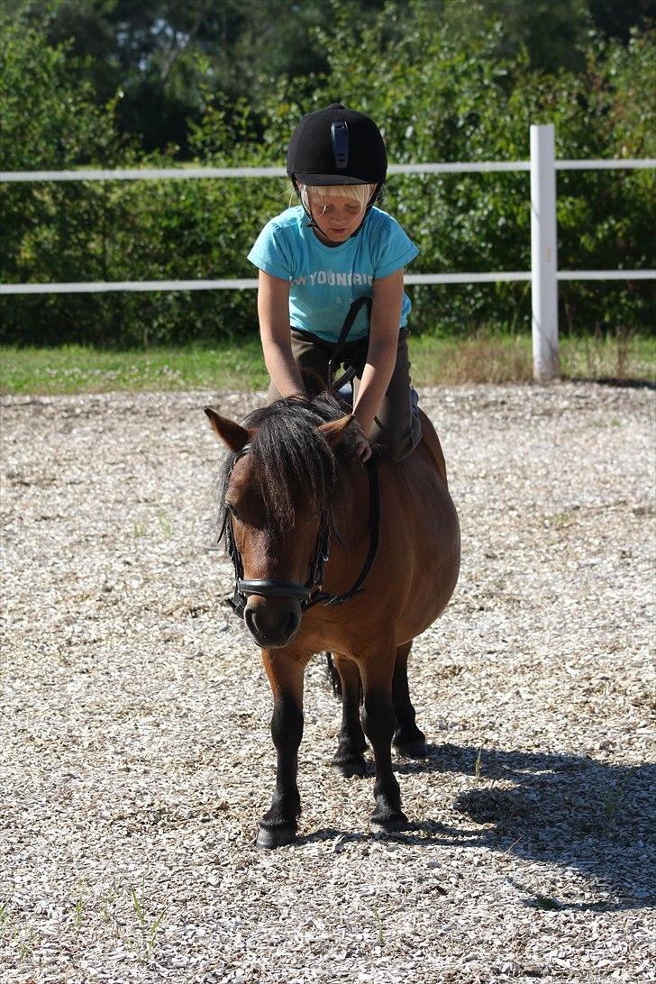 Shetlænder Askepot billede 14