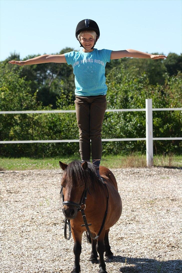 Shetlænder Askepot billede 15