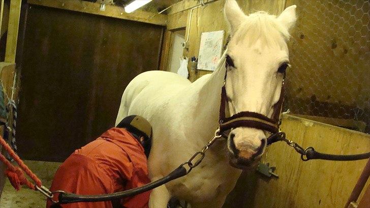 Anden særlig race  Dusty  R.I.P.:'( billede 11