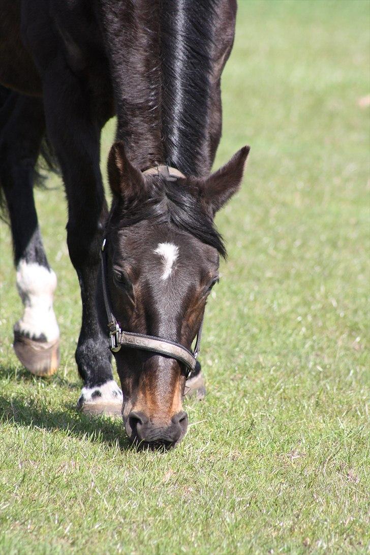 Dansk Varmblod Bona A Parte -   mmh lækkert græs billede 1