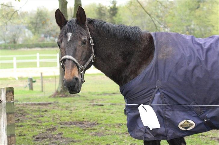 Dansk Varmblod Bona A Parte - uhh hvad laver du  billede 2