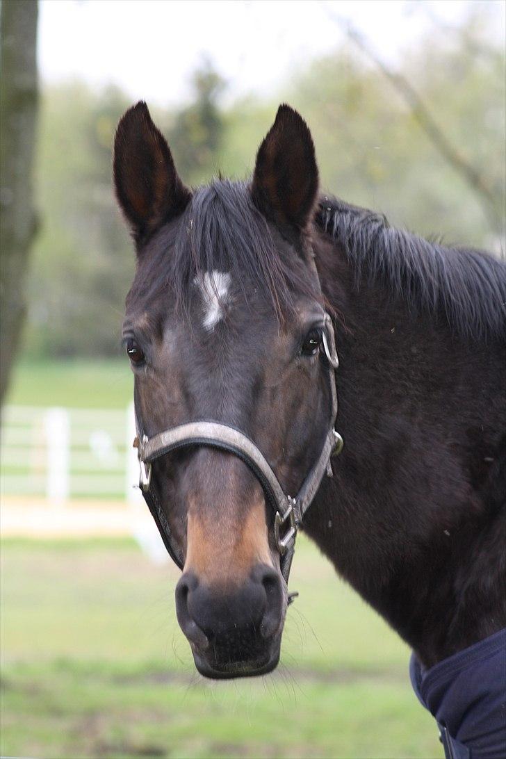 Dansk Varmblod Bona A Parte - må jeg se billede 3