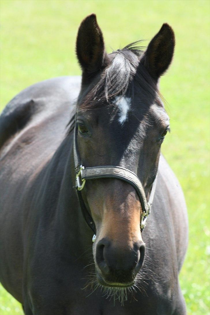 Dansk Varmblod Bona A Parte - jeg gider ikke længere billede 4