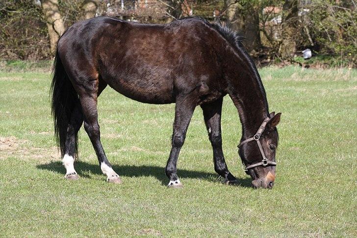 Dansk Varmblod Bona A Parte - jeg er sulten billede 5