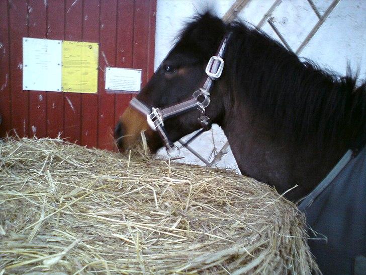 Anden særlig race Master Toby - Hihi hvor du sød! Det er ikke altid man går op i boksen når man selv må gå ind ;-)♥ billede 16