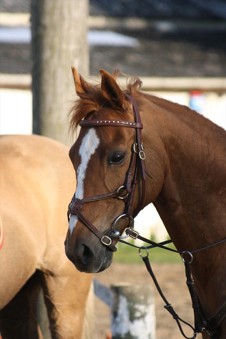 Anden særlig race Smarties<33 R.I.P. billede 1
