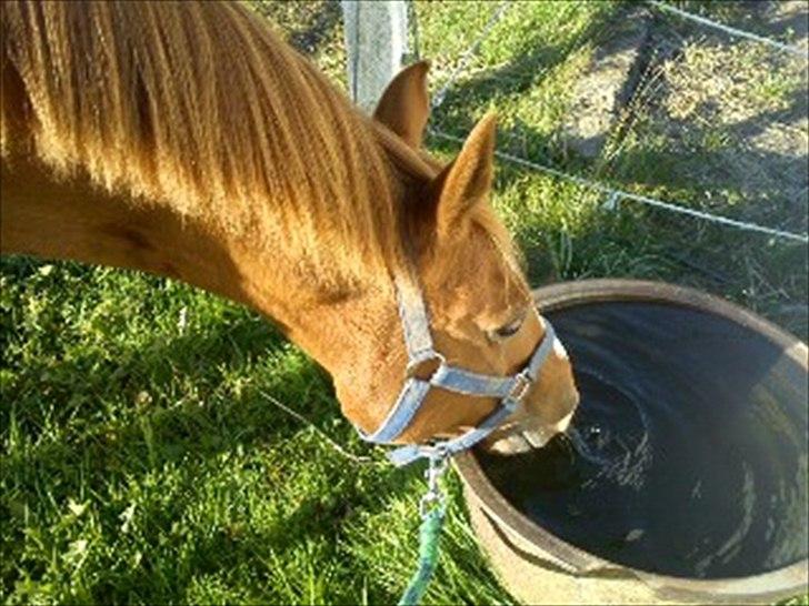 Anden særlig race Smarties<33 R.I.P. billede 10