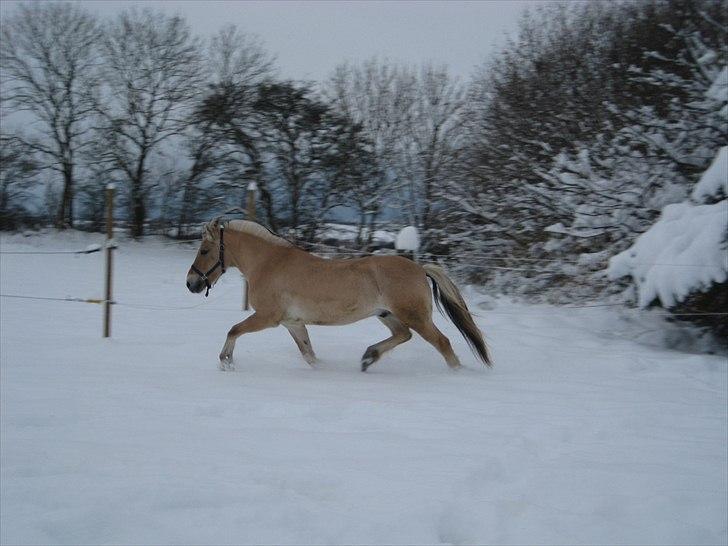 Fjordhest Strædesgaardens Max Motor billede 18