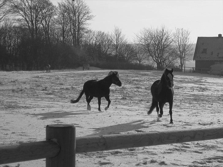 Welsh Pony af Cob-type (sec C) Gribsvads Bino R.I.P - 4. december 2010 - leg og løb :-) billede 20
