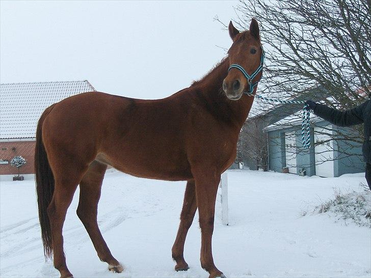 Anden særlig race Sakskærs Anastasia billede 1