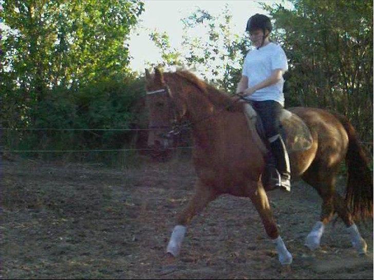 Anden særlig race Sakskærs Anastasia billede 2