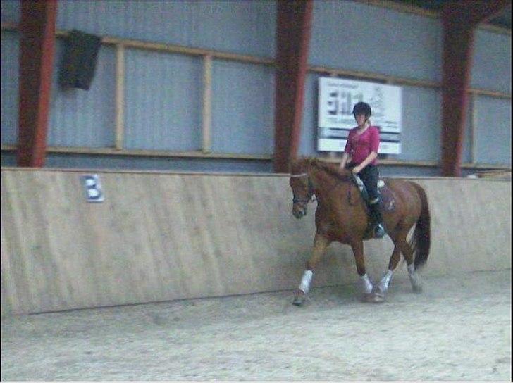 Anden særlig race Sakskærs Anastasia billede 3